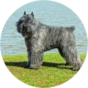 Bouvier des Flandres
