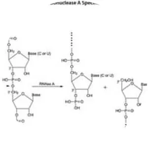 Bovine pancreatic ribonuclease - Protein