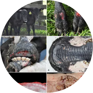 Bovine viral diarrhea