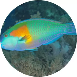 Bower's Parrotfish
