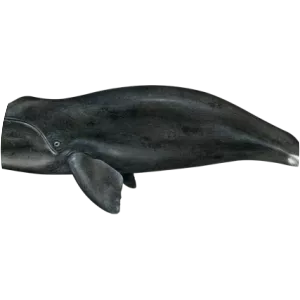 Bowhead whale