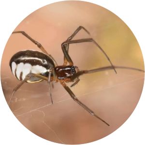 Bowl and doily spider - 