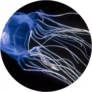 Box jellyfish