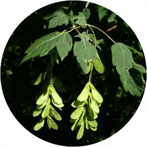 Boxelder maple - Plants