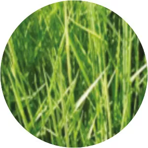 Brachiaria humidicola - 