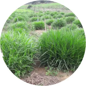 Brachiaria ruziziensis