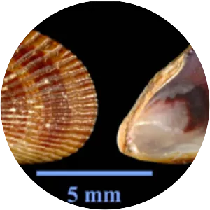 Brachidontes pharaonis
