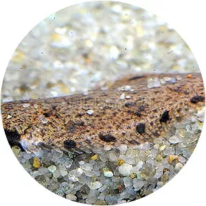 Brachirus panoides - 