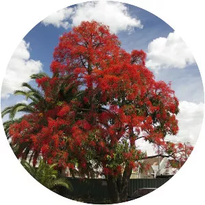 Brachychiton - Plants