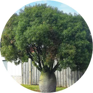 Brachychiton rupestris