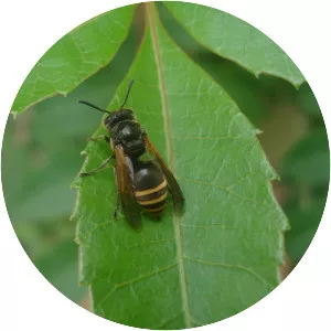 Brachygastra lecheguana