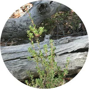 Brachyloma daphnoides