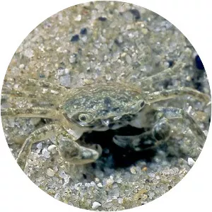 Brachynotus sexdentatus