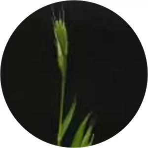 Brachypodium distachyon