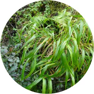 Brachypodium sylvaticum - Plants