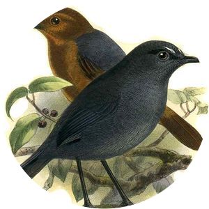 Brachypteryx - Birds