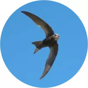 Bradfield's swift