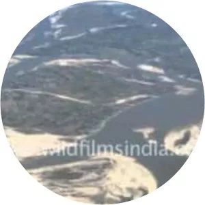 Brahmaputra photograph