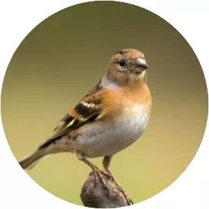 Brambling
