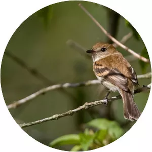 Bran-colored flycatcher