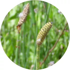 Branched horsetail