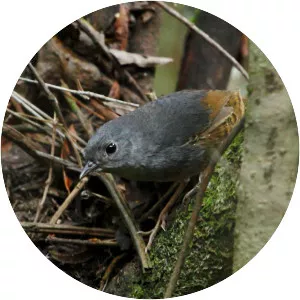 Brasília tapaculo - Bird