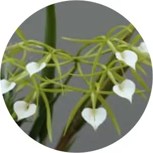 Brassavola