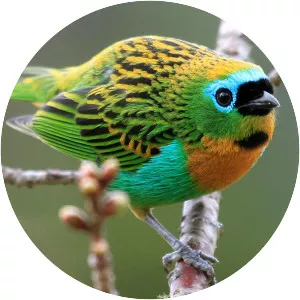 Brassy-breasted tanager