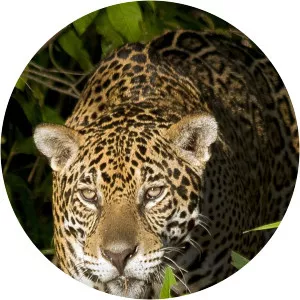 Brazil: A Natural HistorySince 2014