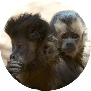 Brazil Gone WildSince 2014