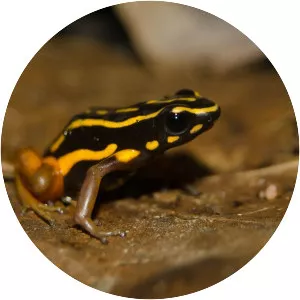 Brazil-nut poison frog
