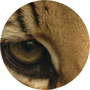 Brazil UntamedSince 2016