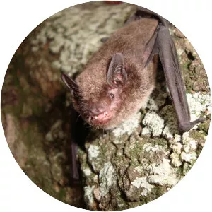 Brazilian brown bat