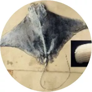 Brazilian cownose ray