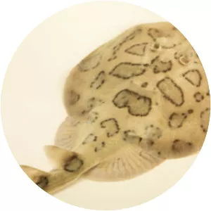 Brazilian electric ray