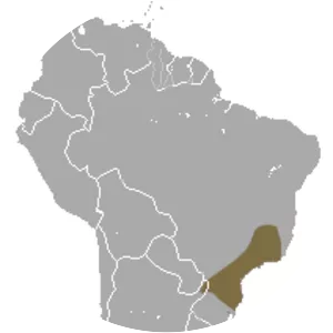 Brazilian gracile opossum