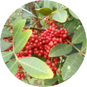 Brazilian peppertree