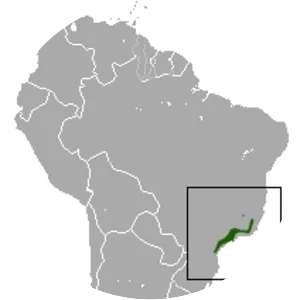 Brazilian slender opossum