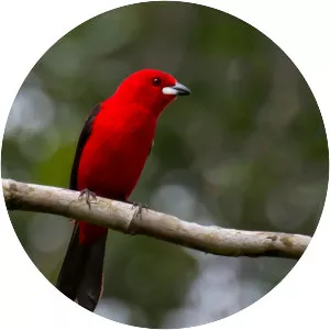 Brazilian tanager
