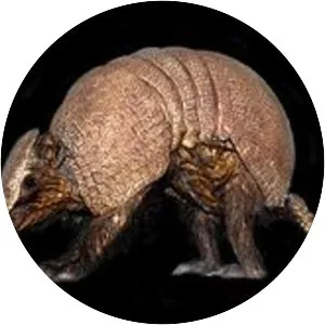 Brazilian three-banded armadillo