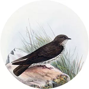 Brazza's martin - Bird