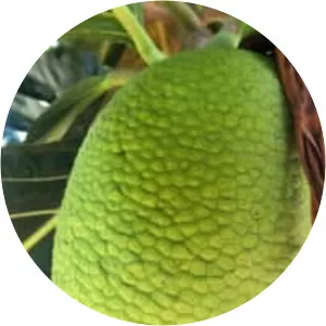 Breadfruit - Plants