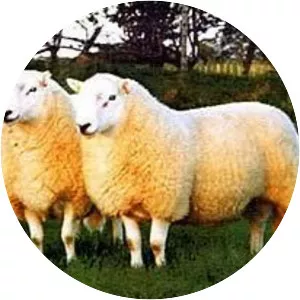 Brecknock Hill Cheviot