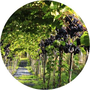 bregentved vesterhave vingaard