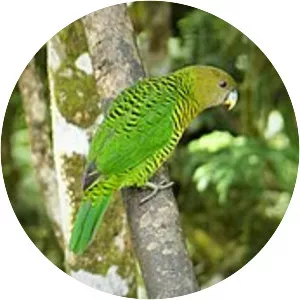 Brehm's tiger parrot - Birds