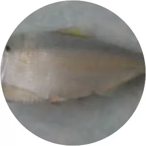 Brevoortia gunteri - 