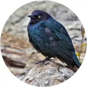 Brewer's blackbird