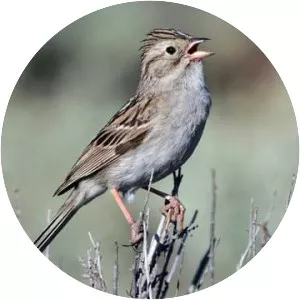 Brewer's sparrow