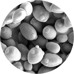 Brewer's yeast