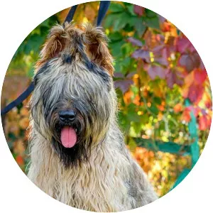 Briard